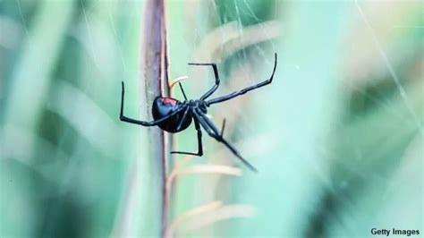 boy lets black widow bite him|black widow spider bite.